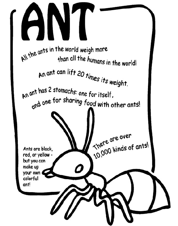 Coloring By Itself For Children
 Ant