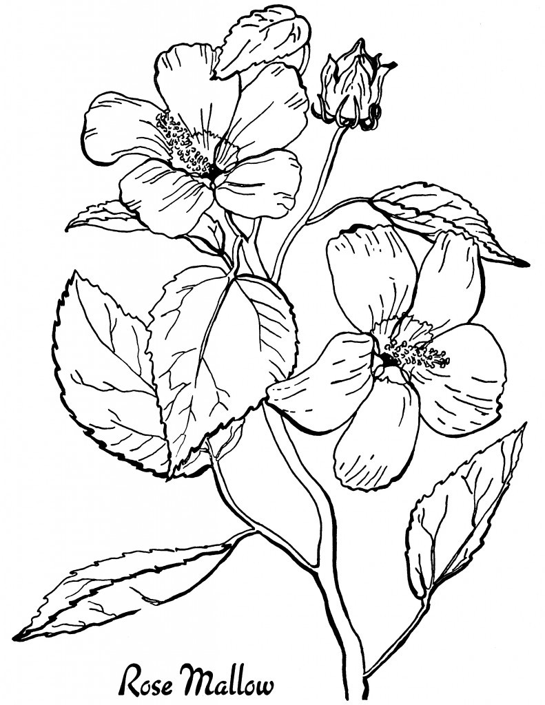 Coloring Pages For Adults Flowers
 10 Floral Adult Coloring Pages The Graphics Fairy