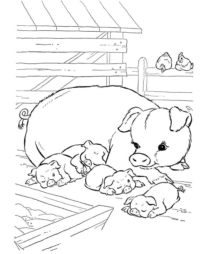Cute Baby Pig Coloring Pages
 2011 12 25