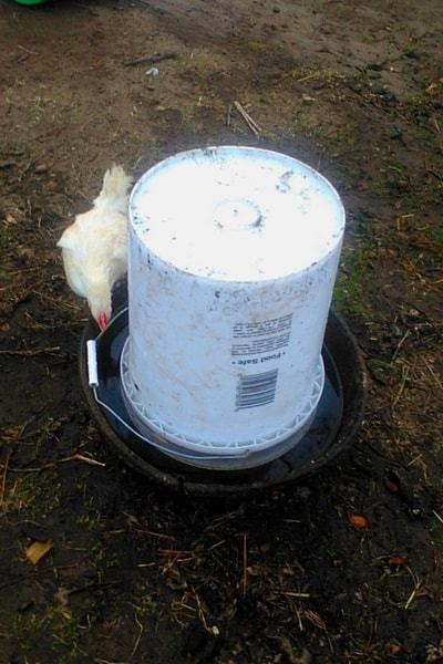 DIY Automatic Dog Waterer
 12 Creative DIY Chicken Waterers That Really Works