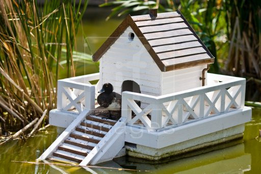 DIY Building Plans
 37 Free DIY Duck House Coop Plans & Ideas that You Can