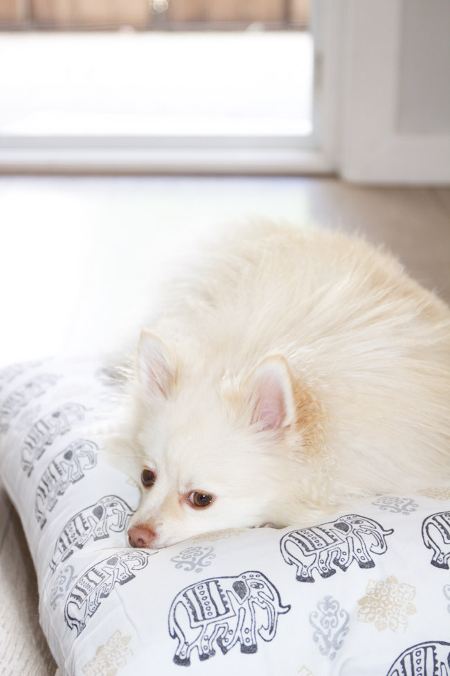 DIY Dog Bed Pillow
 8 Super Cosy and Easy Dog Pillows to Make