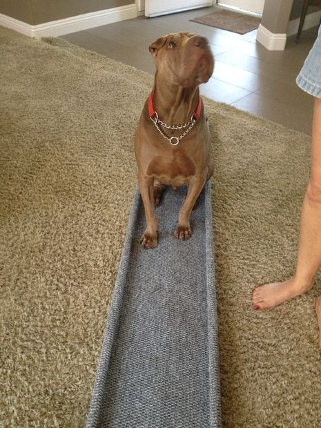 DIY Dog Ramp For Truck
 DIY Dog Ramp How to Build a Ramp For Your Dog 7 Designs