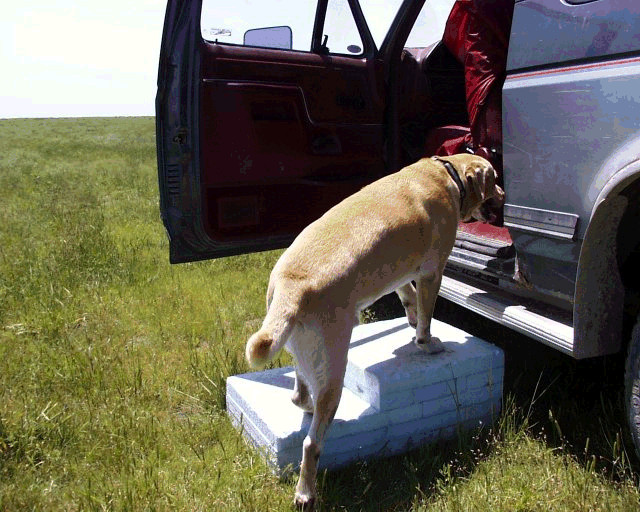 DIY Dog Ramp For Truck
 step for car