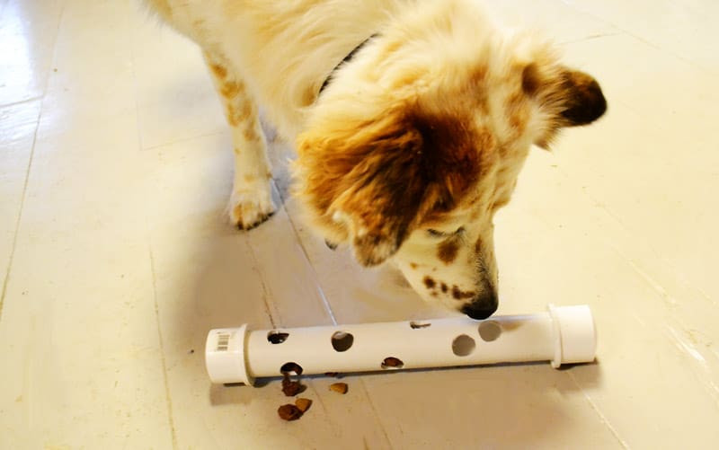 DIY Dog Treat Dispenser
 DIY How to Make an Interactive Feeder or Toy PAW2014