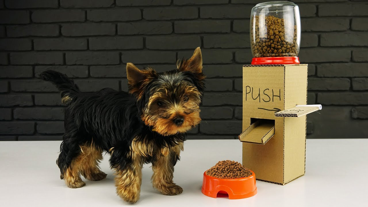 DIY Dog Treat Dispenser
 DIY Puppy Dog Food Dispenser from Cardboard at Home