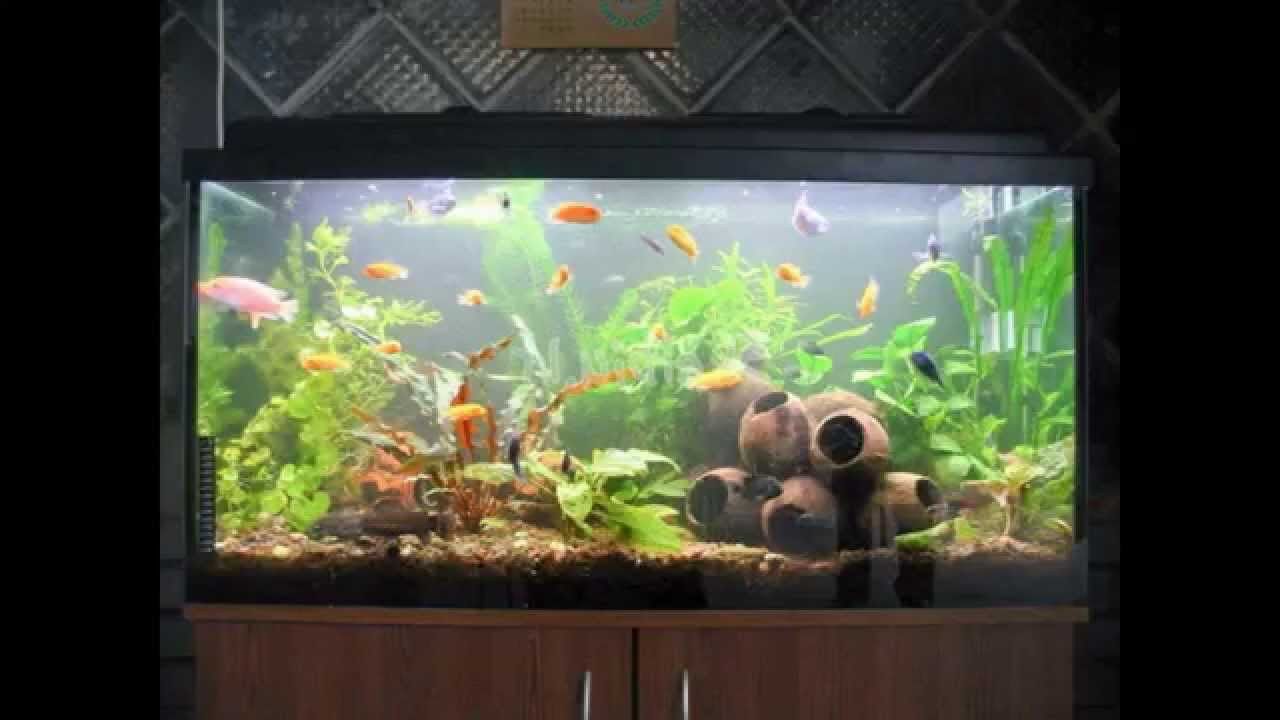 DIY Fish Tank Decor
 Creative Diy aquarium decorating ideas