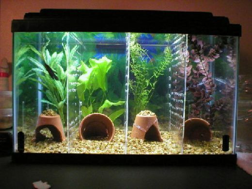 DIY Fish Tank Decor
 How To Make A Divided Tank For Betta Fish