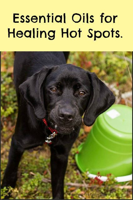 DIY Hot Spot Treatment For Dogs
 Essential Oils For Hot Spots In Dogs