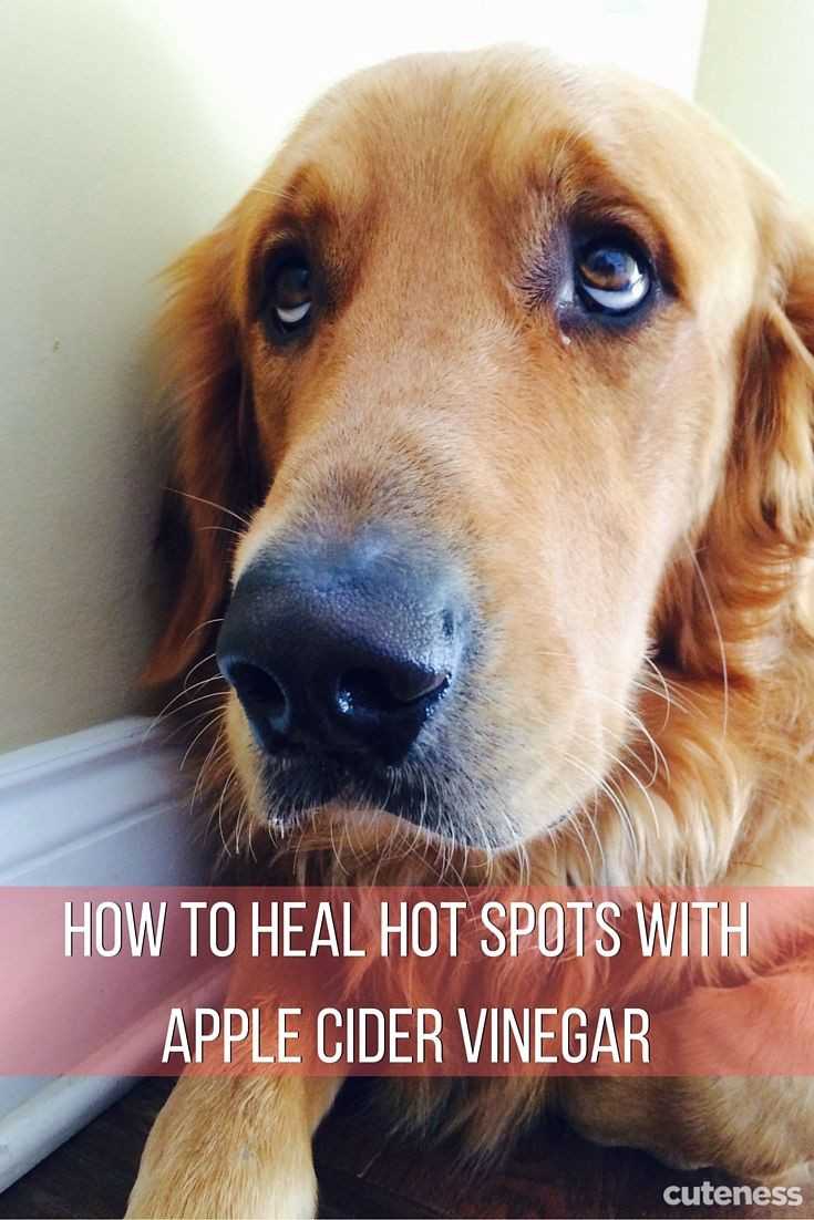 DIY Hot Spot Treatment For Dogs
 Heal your dog s hot spots the natural way with apple