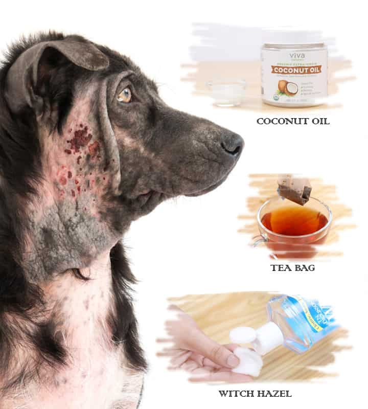 DIY Hot Spot Treatment For Dogs
 Home Remedy For Hotspots Dogs Homemade Ftempo