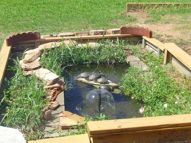 DIY Outdoor Turtle Pond
 TURTLE POND Round Rock Texas Fountains
