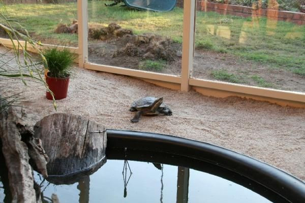 DIY Outdoor Turtle Pond
 turtle pond diy Google Search