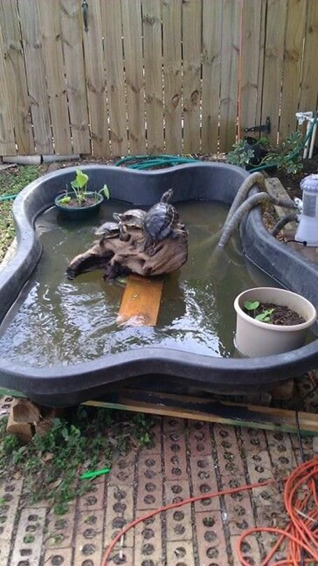 DIY Outdoor Turtle Pond
 14 best backyard turtle pond images on Pinterest