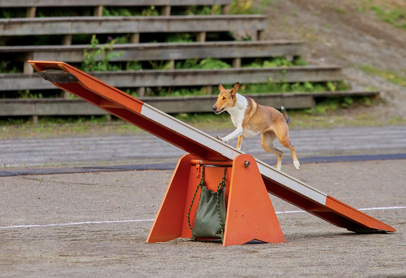 Dog Agility Equipment DIY
 DIY How to Make Your Own Dog Agility Course Petful