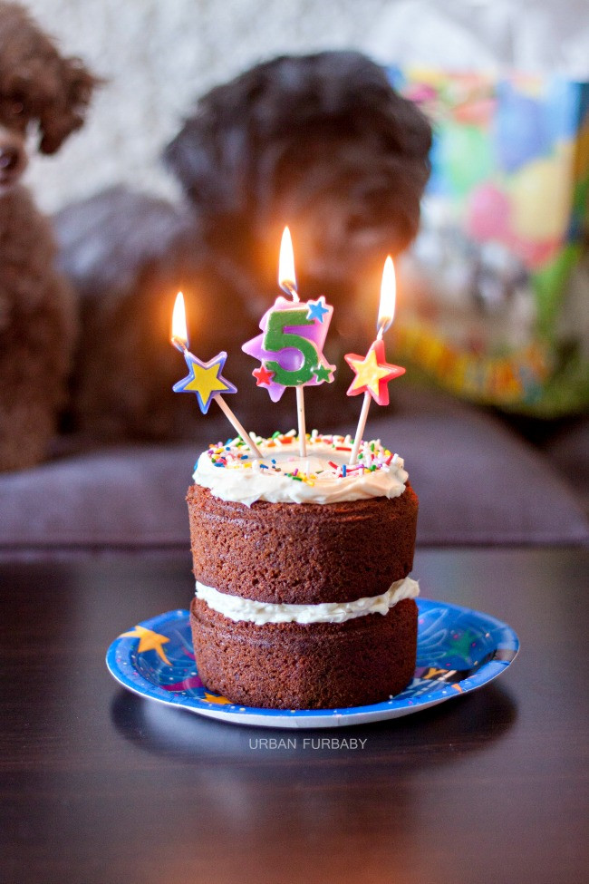 Dog Birthday Cake Recipes
 URBAN BAKES Dog Birthday Carrot Cake with Neufchâtel