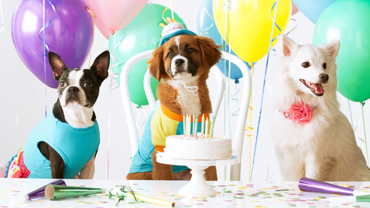 Dog Birthday Decorations
 This Kindhearted Boy Invited Local Shelter Dogs to His