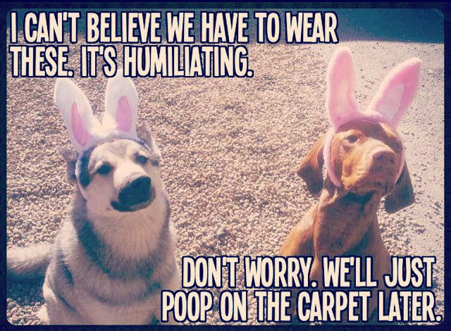 Easter Quotes Funny
 Funny Easter Dogs s and for