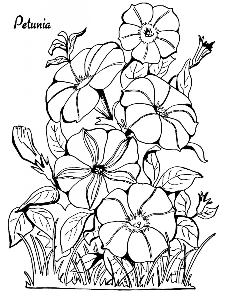 Floral Coloring Books For Adults
 Adult Coloring Page Petunias The Graphics Fairy