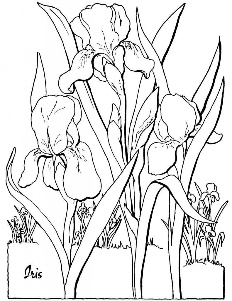 Floral Coloring Books For Adults
 10 Floral Adult Coloring Pages The Graphics Fairy