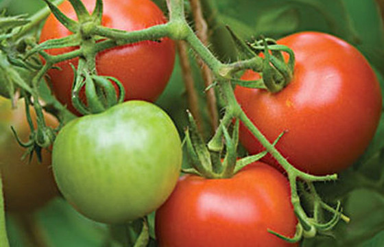 Fourth Of July Tomato
 Tomato ‘Fourth of July’