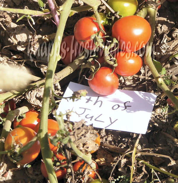 Fourth Of July Tomato
 4th of July tomato Seeds heirloom Knapp s Fresh Vegies