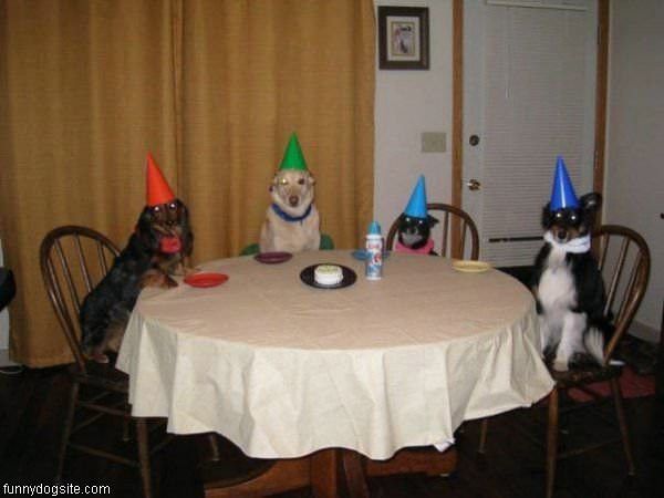 Funny Birthday Party
 Birthday Party funnydogsite