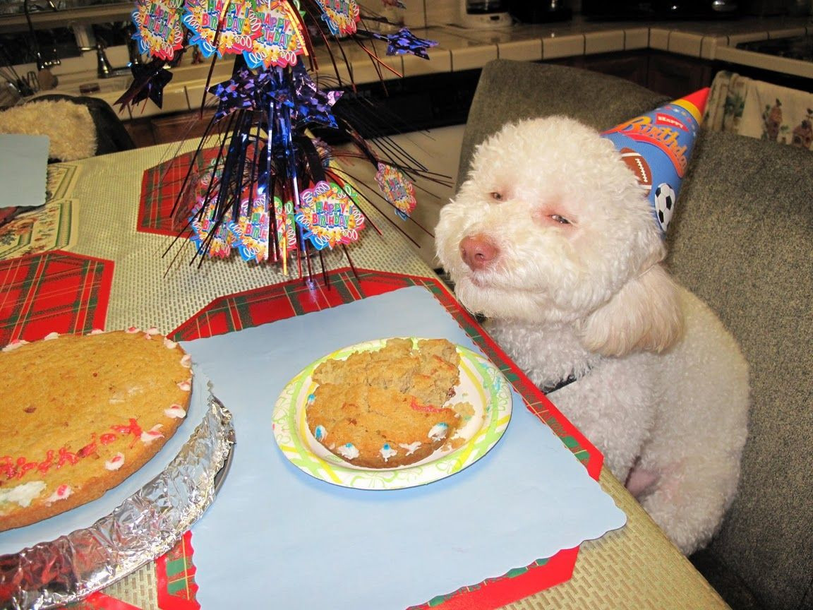 Funny Birthday Party
 Birthday Dog