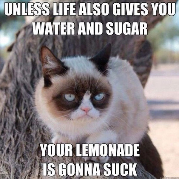 Funny Grumpy Cat Quotes
 16 of the Best Grumpy Cat Memes Catster
