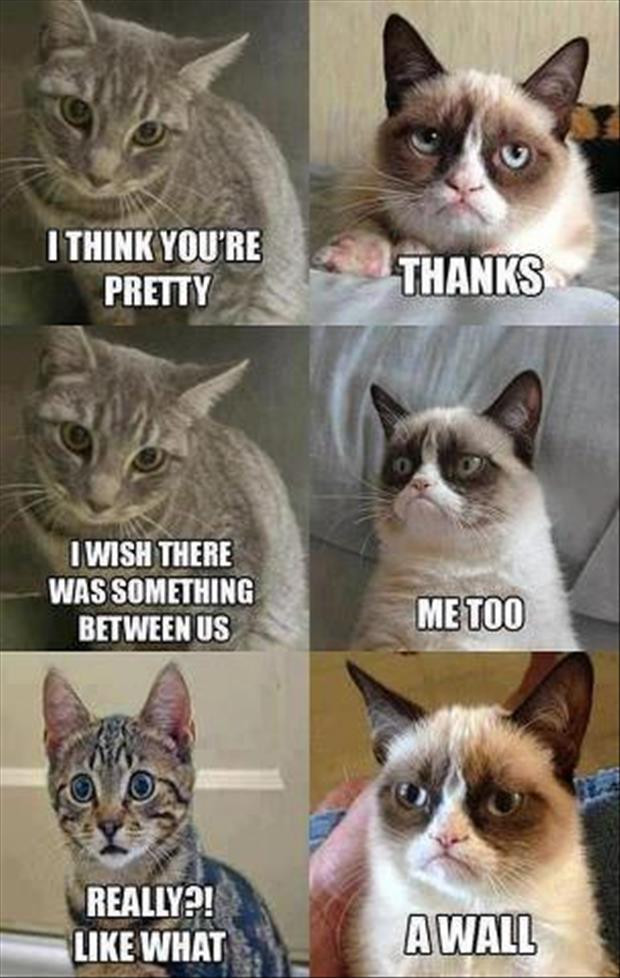 Funny Grumpy Cat Quotes
 funny memes grumpy cat Dump A Day