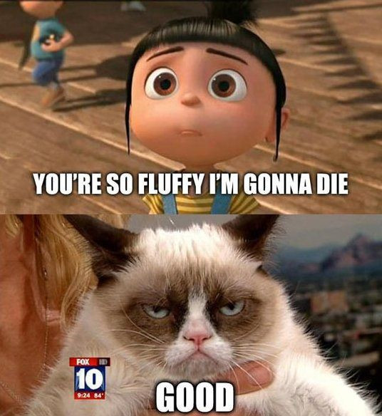 Funny Grumpy Cat Quotes
 Top 40 Funny Grumpy cat and Quotes