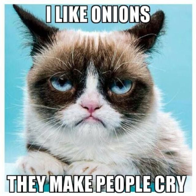 Funny Grumpy Cat Quotes
 323 best Grumpy Cat Funny Cat Meme images on Pinterest