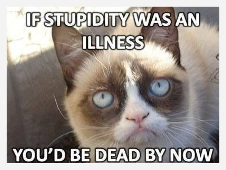 Funny Grumpy Cat Quotes
 17 Best images about grummpy cat on Pinterest