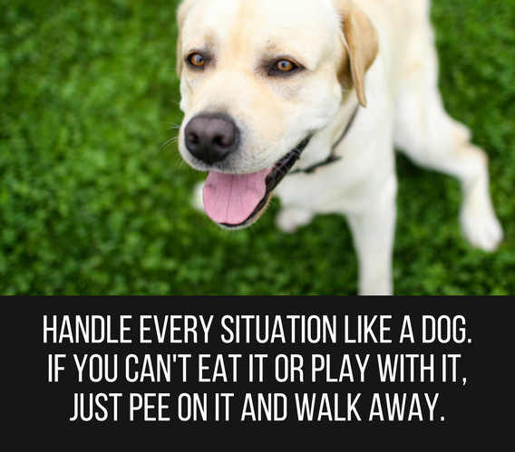 Funny Pet Quotes
 25 Cute & Funny Dog Quotes Puppy Leaks