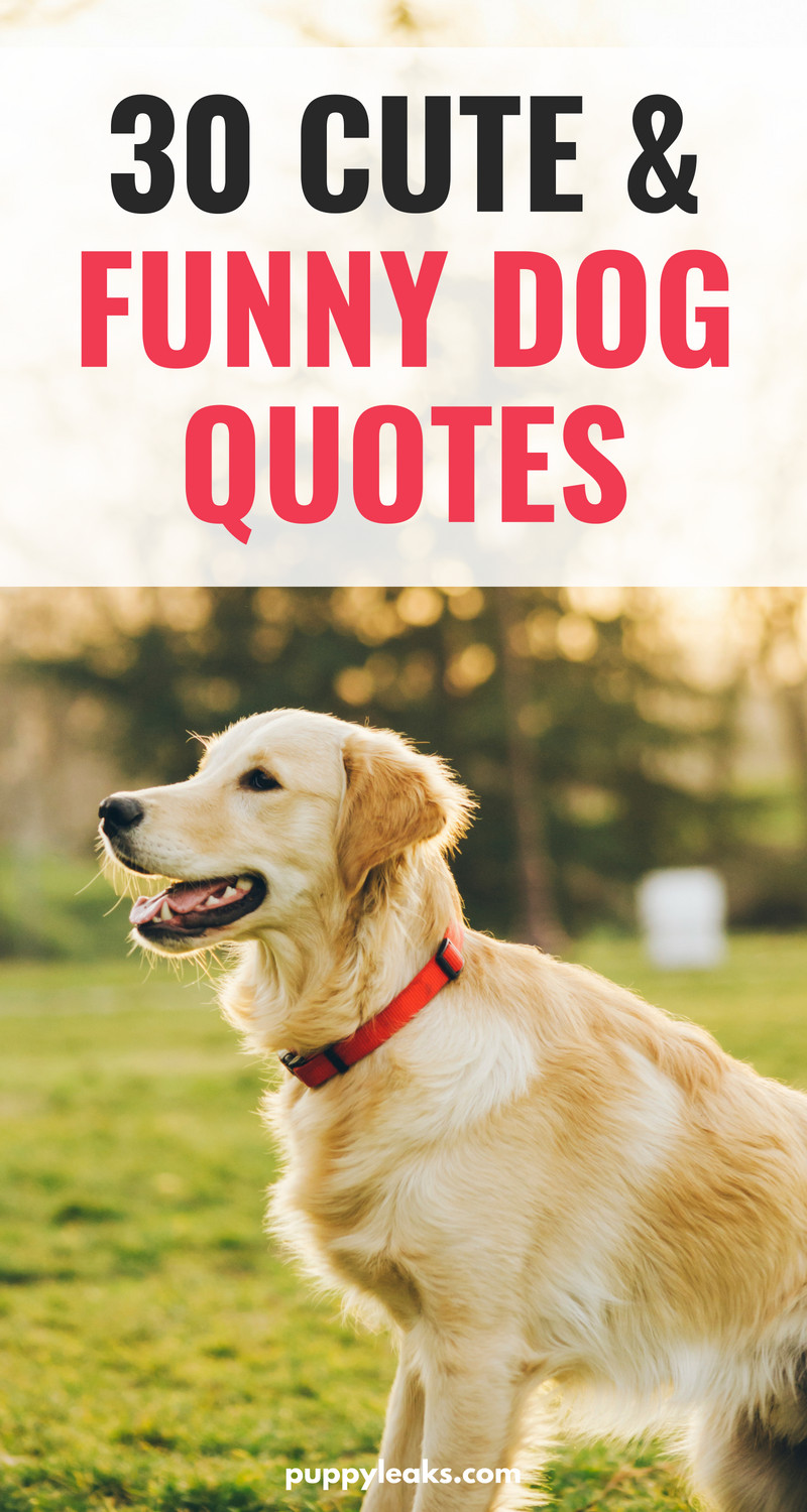 Funny Pet Quotes
 30 Cute & Funny Dog Quotes Puppy Leaks