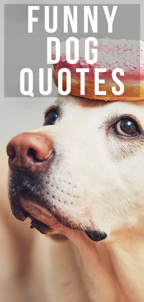 Funny Pet Quotes
 Funny Dog Quotes From the Quirky to the Hilarious