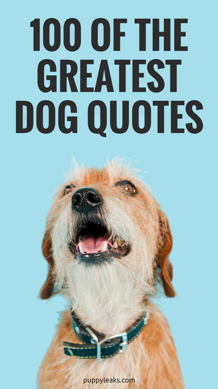 Funny Pet Quotes
 100 of the Best Dog Inspired Quotes Puppy Leaks