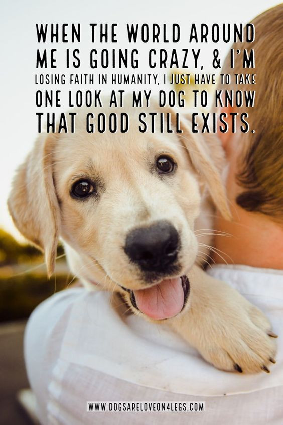 Funny Pet Quotes
 21 Funny Labrador Dog Quotes And Sayings – Page 4 – The Paws