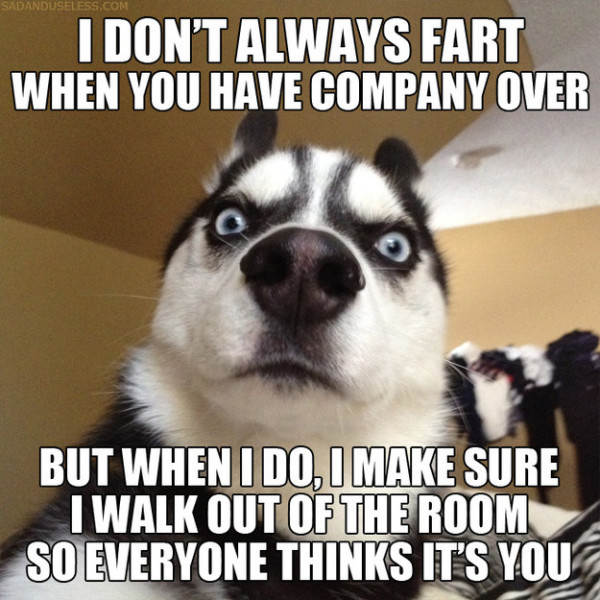 Funny Quotes About Dogs
 The 60 All Time Best Funny Animal With Captions