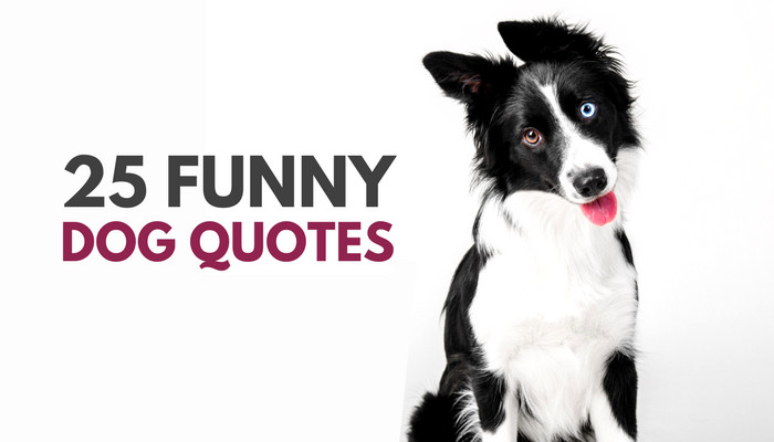 Funny Quotes About Dogs
 30 Cute & Funny Dog Quotes Puppy Leaks