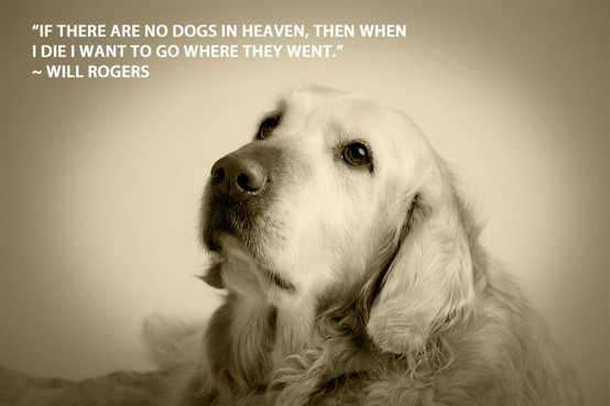 Funny Quotes About Dogs
 Funny Wallpapers Dog quotes dog quote famous dog quotes