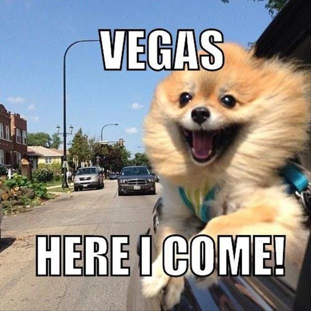 Funny Vegas Quotes
 20 Funny Captioned with Animal Thoughts
