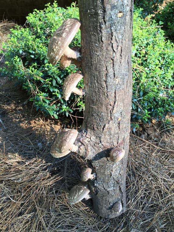 Growing Shiitake Mushrooms On Logs
 25 FATBOY Shiitake Mushroom Log Grow your own Shiitake