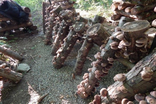 Growing Shiitake Mushrooms On Logs
 Log Grown Shiitake Economics and Management for a