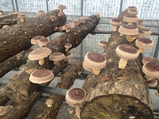 Growing Shiitake Mushrooms On Logs
 Mushrooming To her Totally Shiitake Workshop Trends