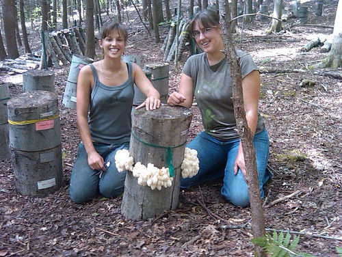 Growing Shiitake Mushrooms On Logs
 Shiitake Mushrooms A mercial Forest Farming Enterprise