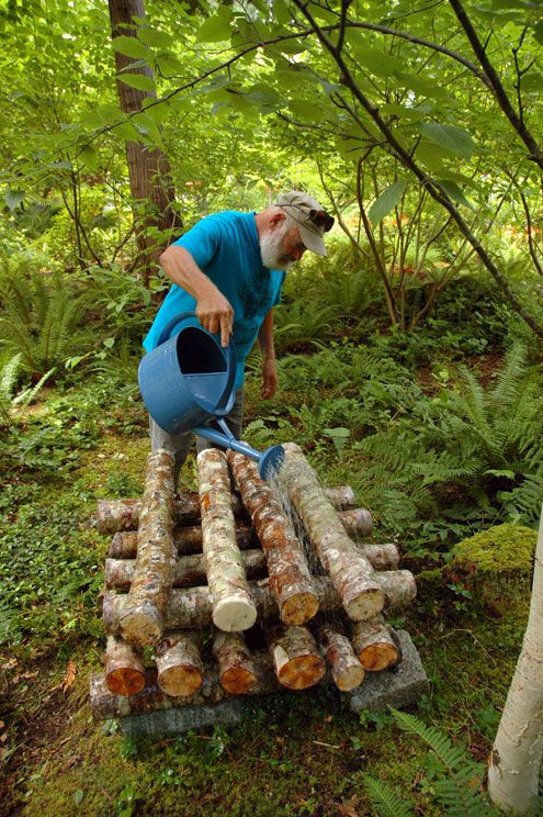 Growing Shiitake Mushrooms On Logs
 9 Watering Alder Logs 2