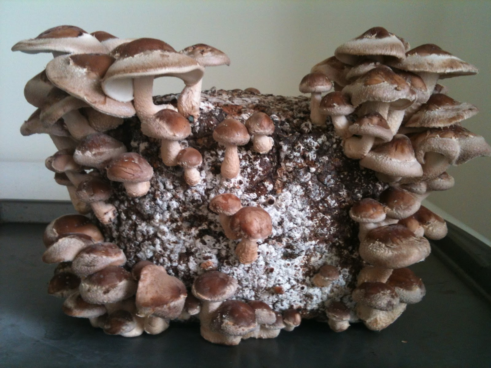 Growing Shiitake Mushrooms On Logs
 Vegan Food for Life Home Grown Shiitake Mushrooms