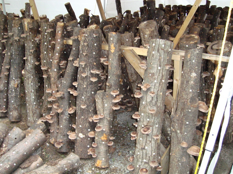 Growing Shiitake Mushrooms On Logs
 Young Urban Farmers Shiitake Mushroom Log Detailed Growing