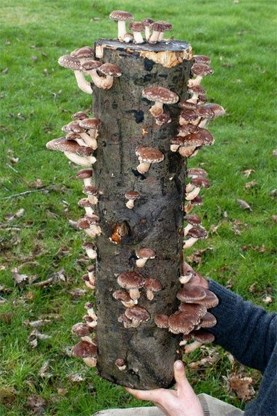 Growing Shiitake Mushrooms On Logs
 Grow Mushrooms on logs at home